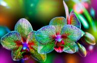 Sri-Lanka-Orchid