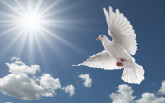 images-of-doves-1-white-flying-dove